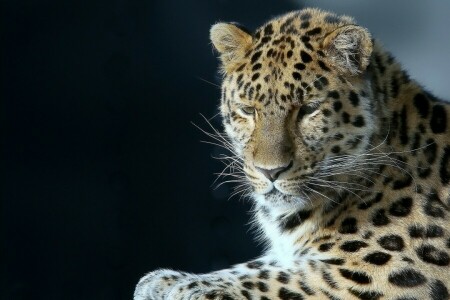 hermoso, Leopardo, retrato