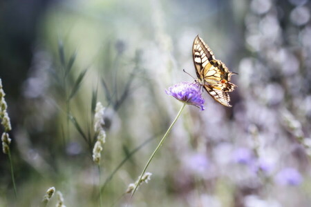 BUTTERFLY, flowers, summer