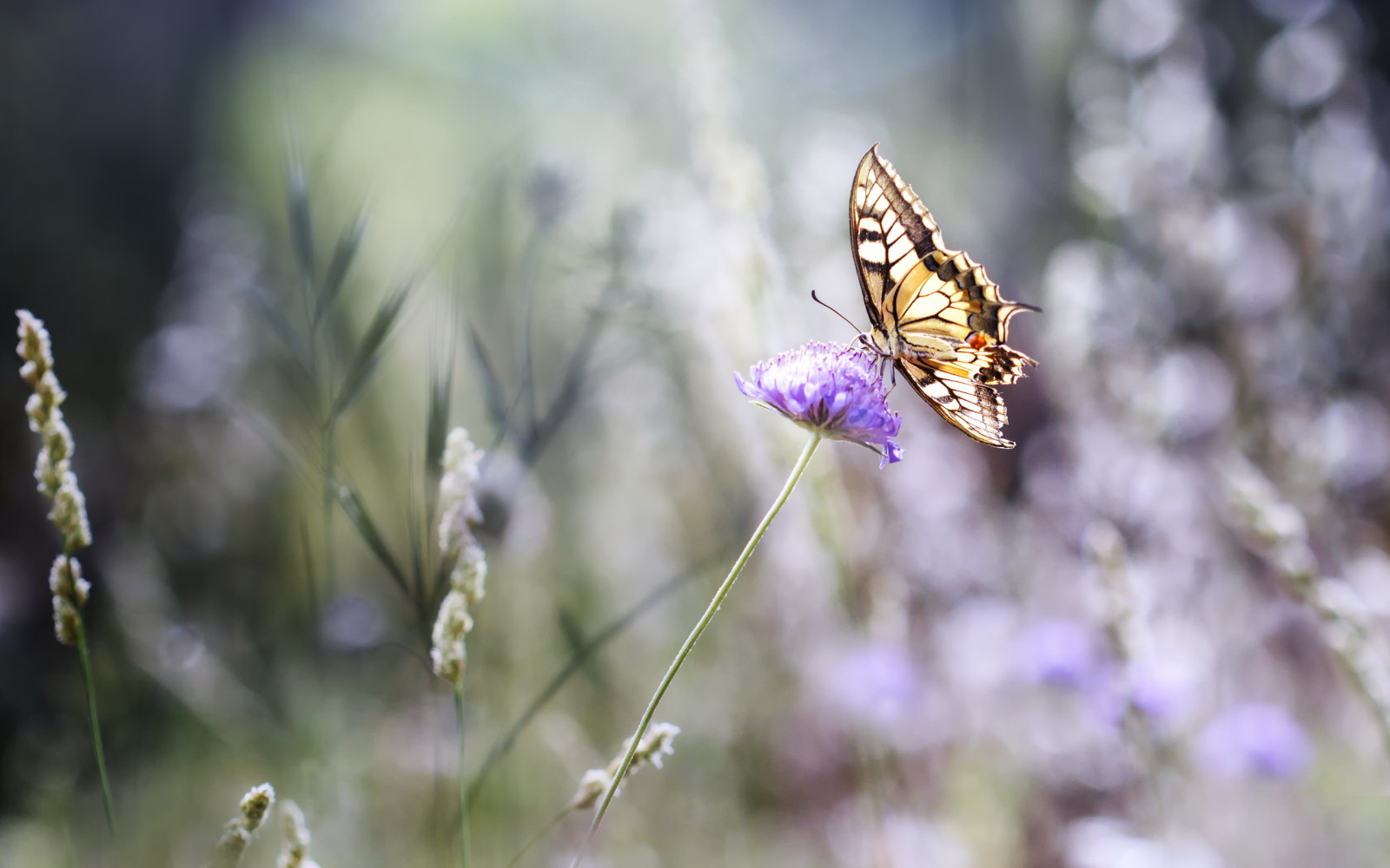 verano, MARIPOSA, flores