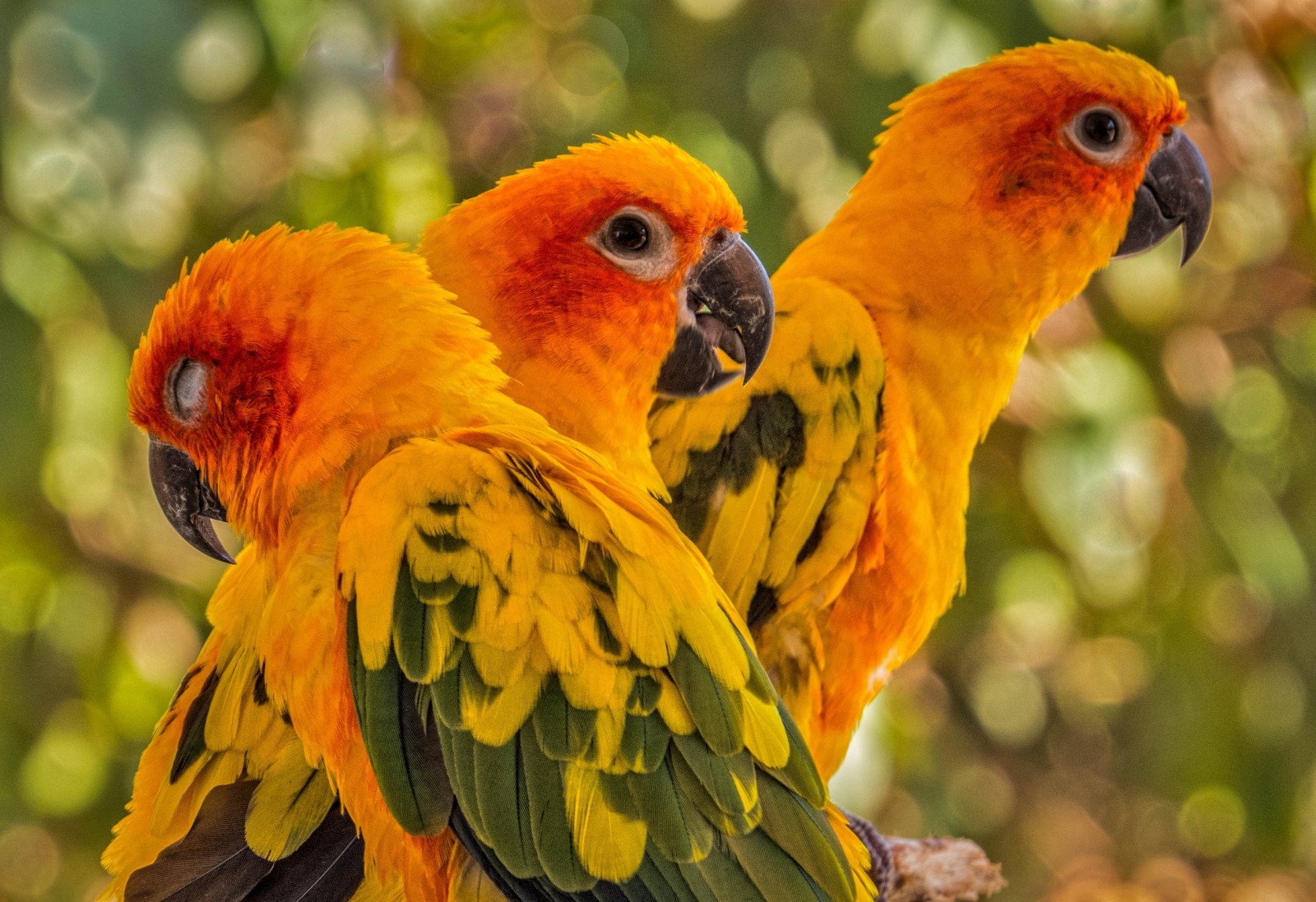 trio, păsări, papagali, Soare conure