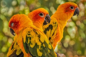 fåglar, papegojor, Sun conure, trio