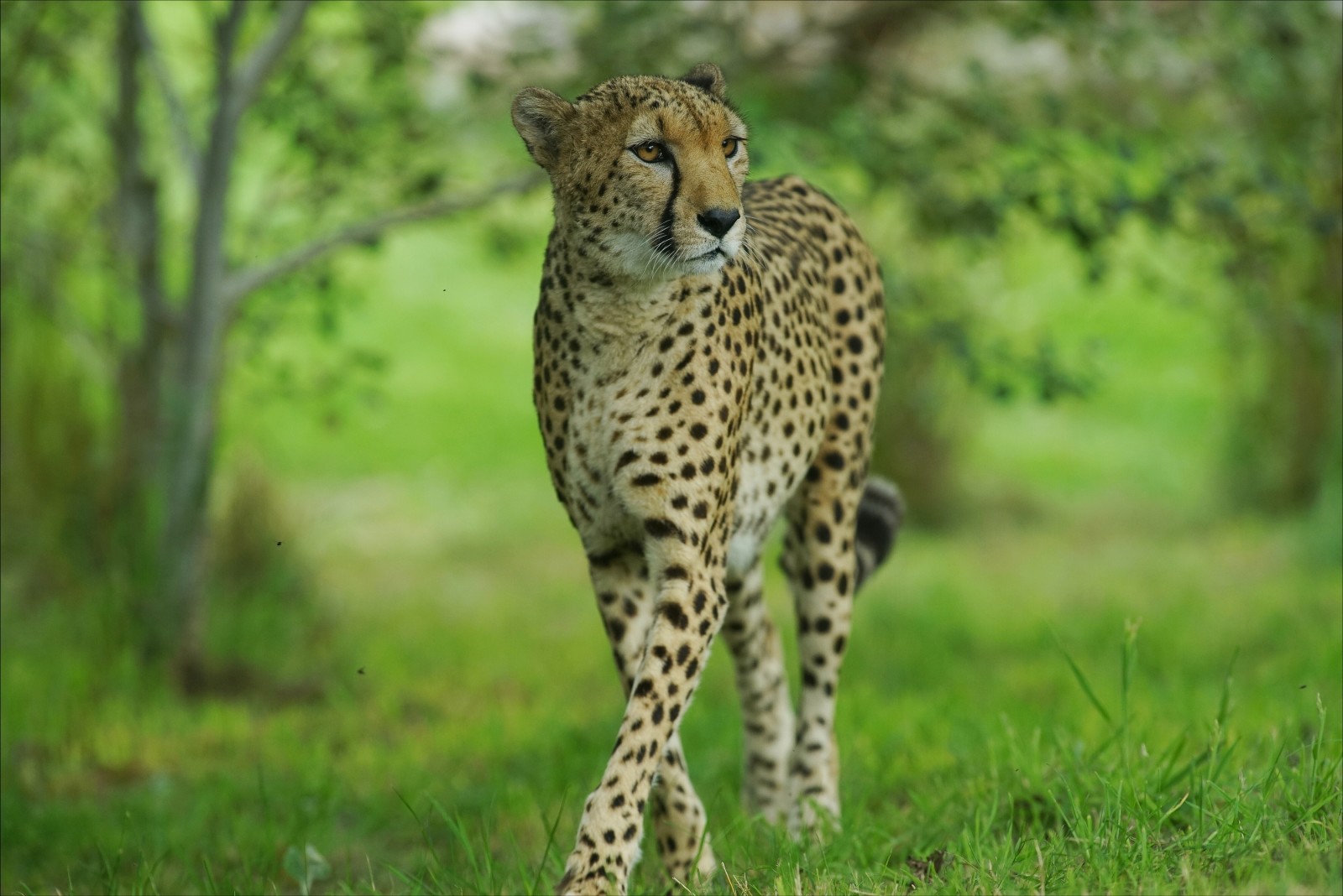 chat sauvage, guépard, la grâce