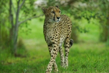 guépard, la grâce, chat sauvage