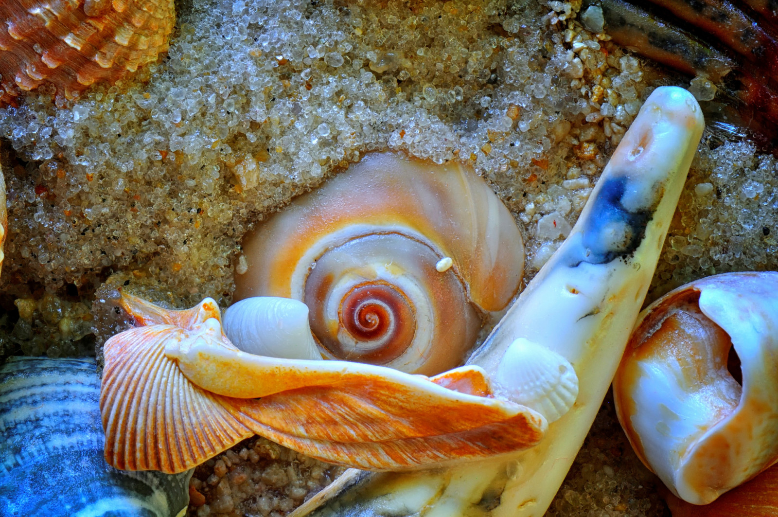 sea, sand, shell, sink, the bottom