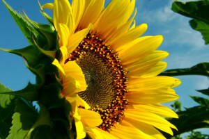 flor, naturaleza, sábana, girasol, el cielo