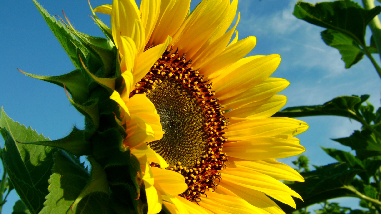 natureza, o céu, flor, Folha, girassol