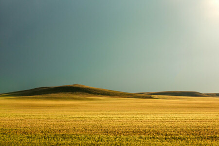 veld-, gras, heuvels, zonneschijn, de zon