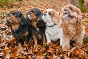 l'automne, chiens, copains