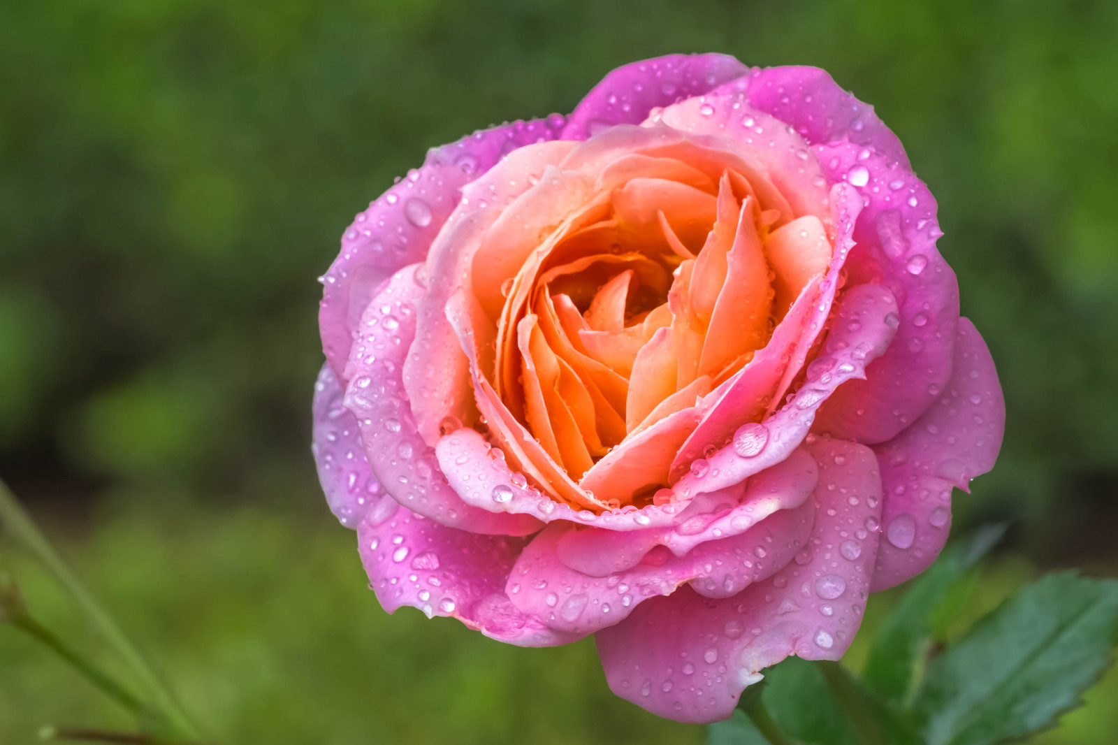 macro, Rosa, gotas, pétalos, Brote