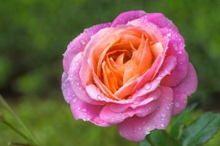 Brote, gotas, macro, pétalos, Rosa