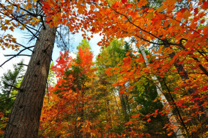 autumn, forest, leaves, the sky, trees, trunk