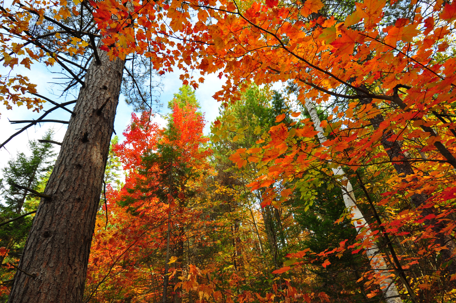 autunno, foresta, il cielo, alberi, le foglie, tronco