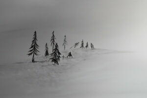 veld-, afbeelding, bomen