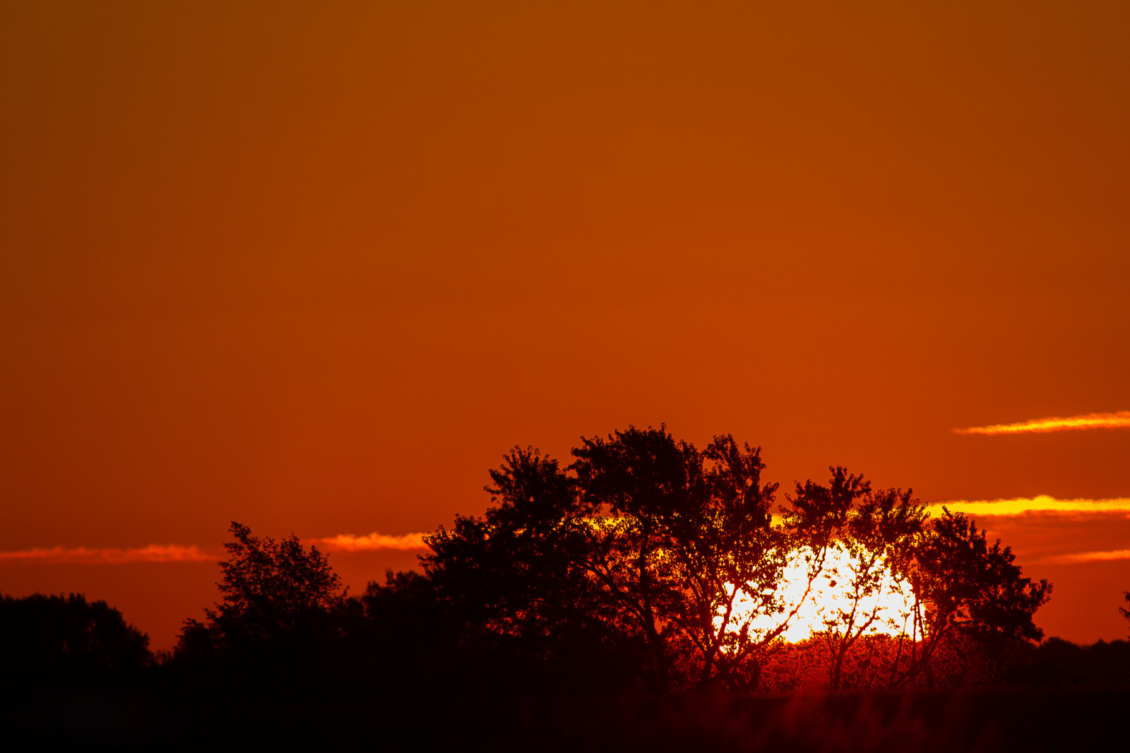 himmelen, solnedgang, trær, skyer, solen