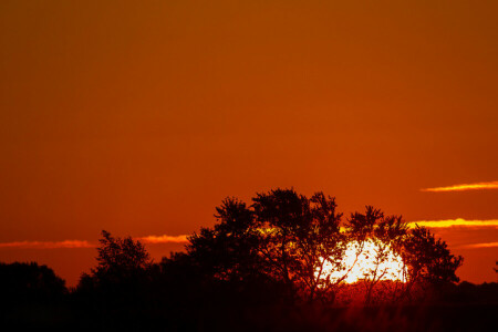 skyer, solnedgang, himmelen, solen, trær