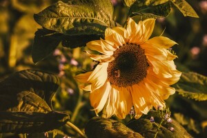 blomst, blader, lys, solsikke