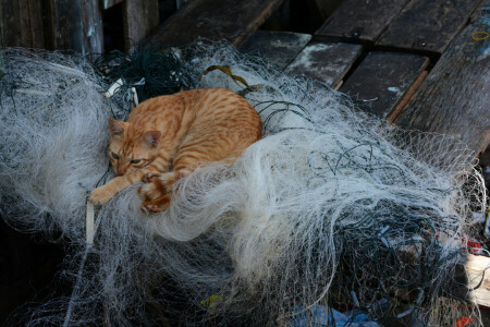 chat, réseau, rouge, rester