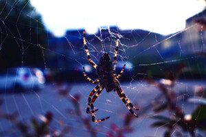 achtergrond, insect, natuur, Spin, de stad, web