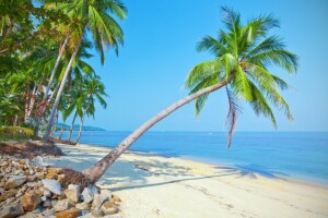 spiaggia, isola, palme, palme, Paradiso, sabbia, mare, riva