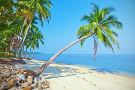 plage, île, palmiers, paumes, paradis, le sable, mer, rive