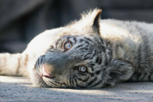 chat, visage, minou, Regardez, tigre, tigre blanc