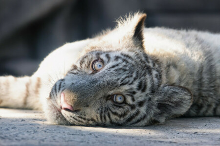 cat, face, kitty, look, tiger, white tiger