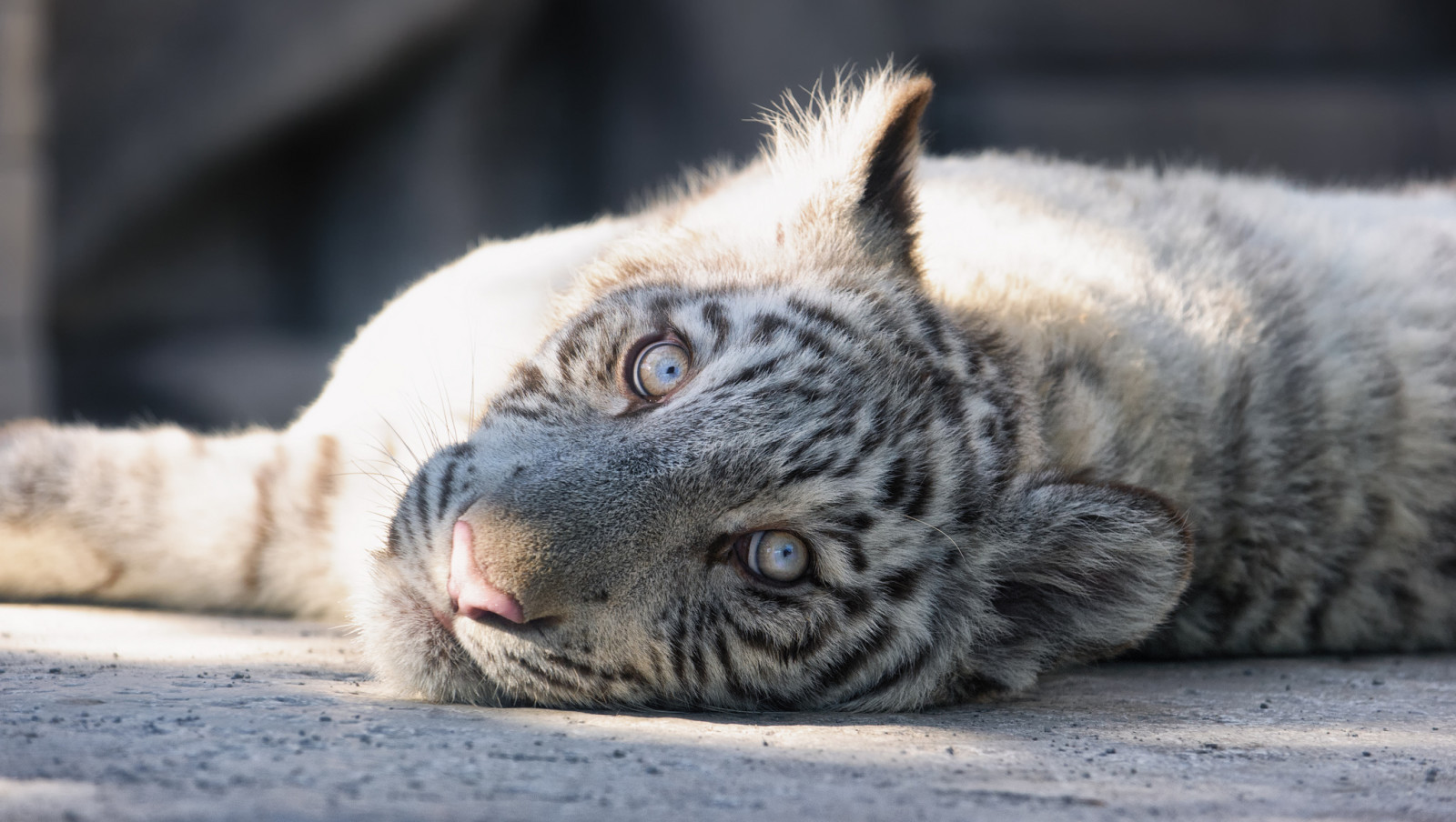 Veja, face, gato, gatinha, tigre, Tigre branco