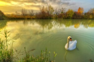 l'automne, oiseau, herbe, la nature, étang, cygne, les buissons