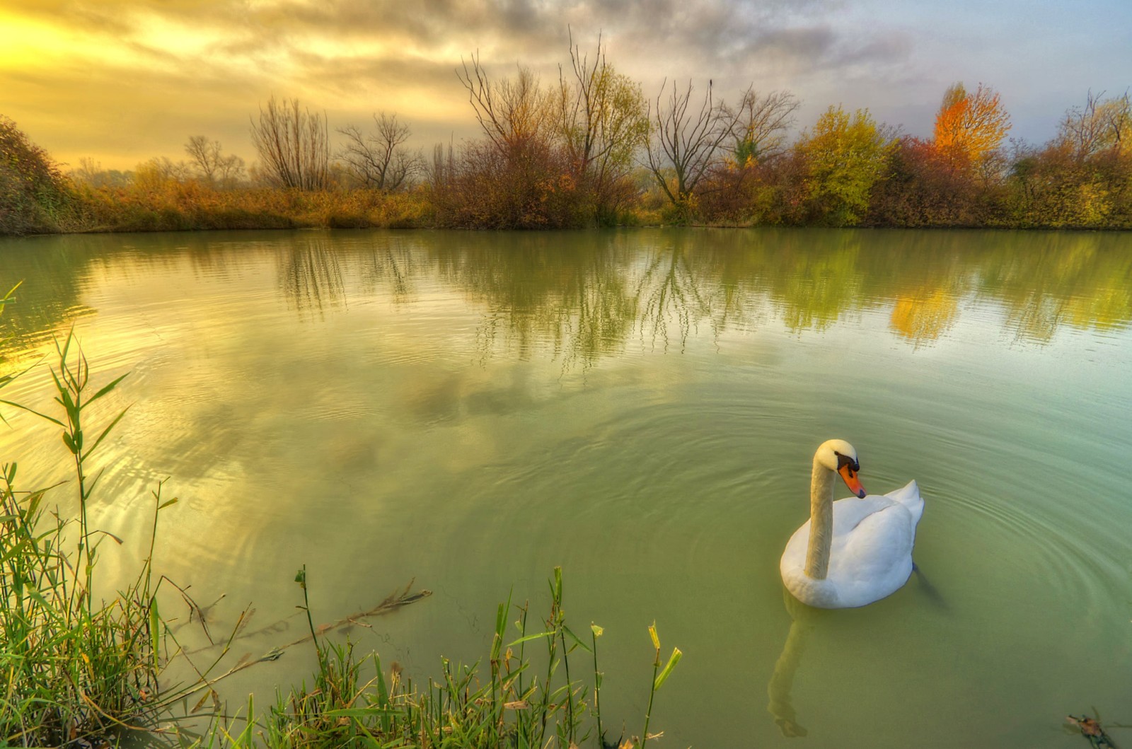 autumn, grass, nature, bird, pond, the bushes, swan