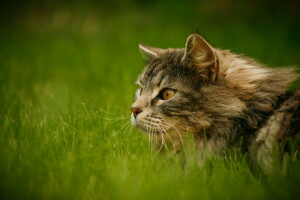 attention, cat, fluffy, grass, greens, grey, look