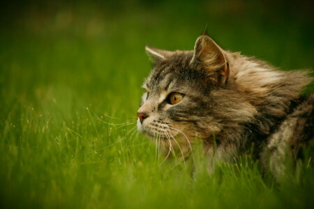 Attenzione, gatto, soffice, erba, verdura, grigio, Guarda