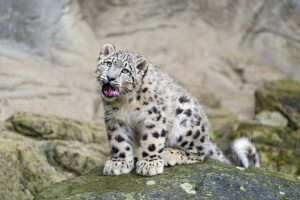 cat, IRBIS, language, look, snow leopard, stone, ©Tambako The Jaguar