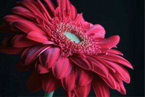 flor, Gerbera, macro, rojo