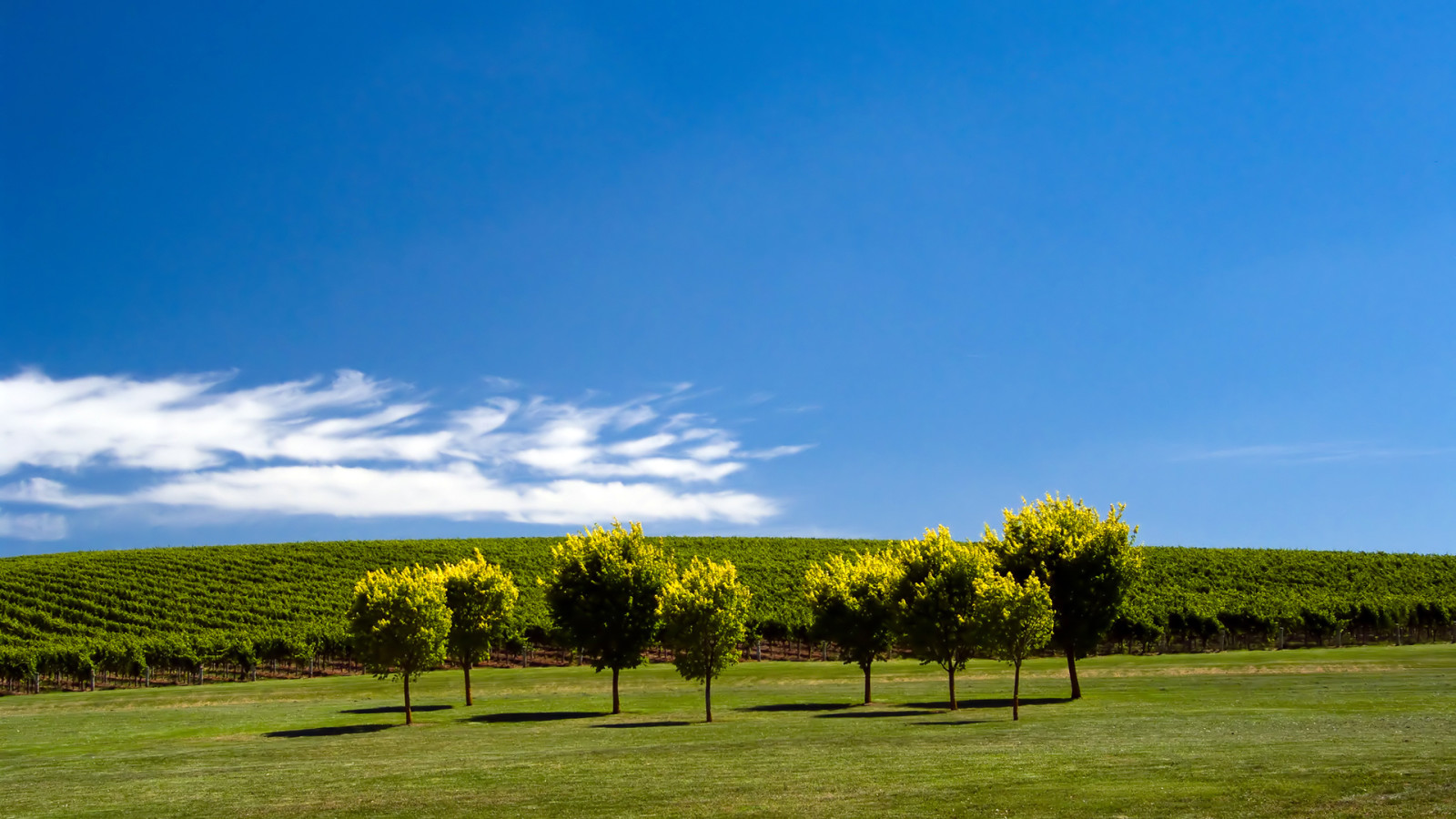 boom, zee, wolken, groen