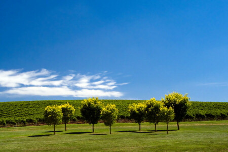 clouds, green, sea, tree