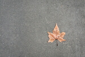 Hintergrund, Straße, Blatt