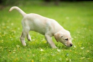 hund, hundehvalp, sommer