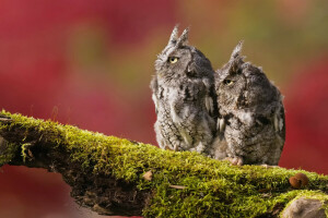 Contexte, des oiseaux, branche, mousse, chouettes, deux