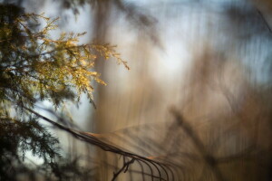 branch, macro, the fence