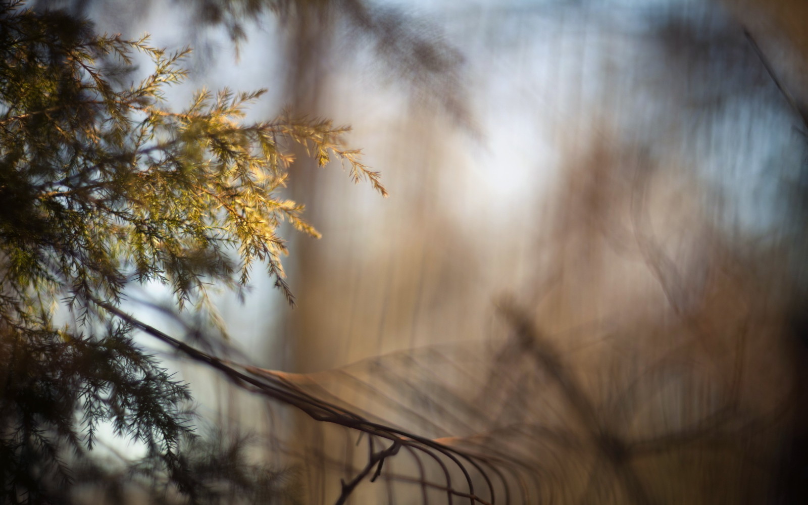 macro, ramură, gardul