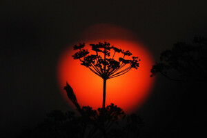 plante, le coucher du soleil, le soleil