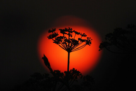 plant, sunset, the sun