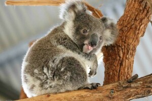 ours, Koala, Langue