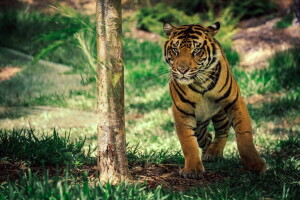 CA, Safari Park, San Diego, tiger in motion