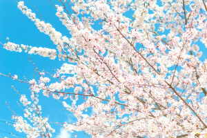 rami, fiori, Giardino, petali, primavera, il cielo