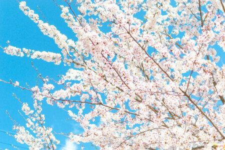 branches, flowers, Garden, petals, spring, the sky