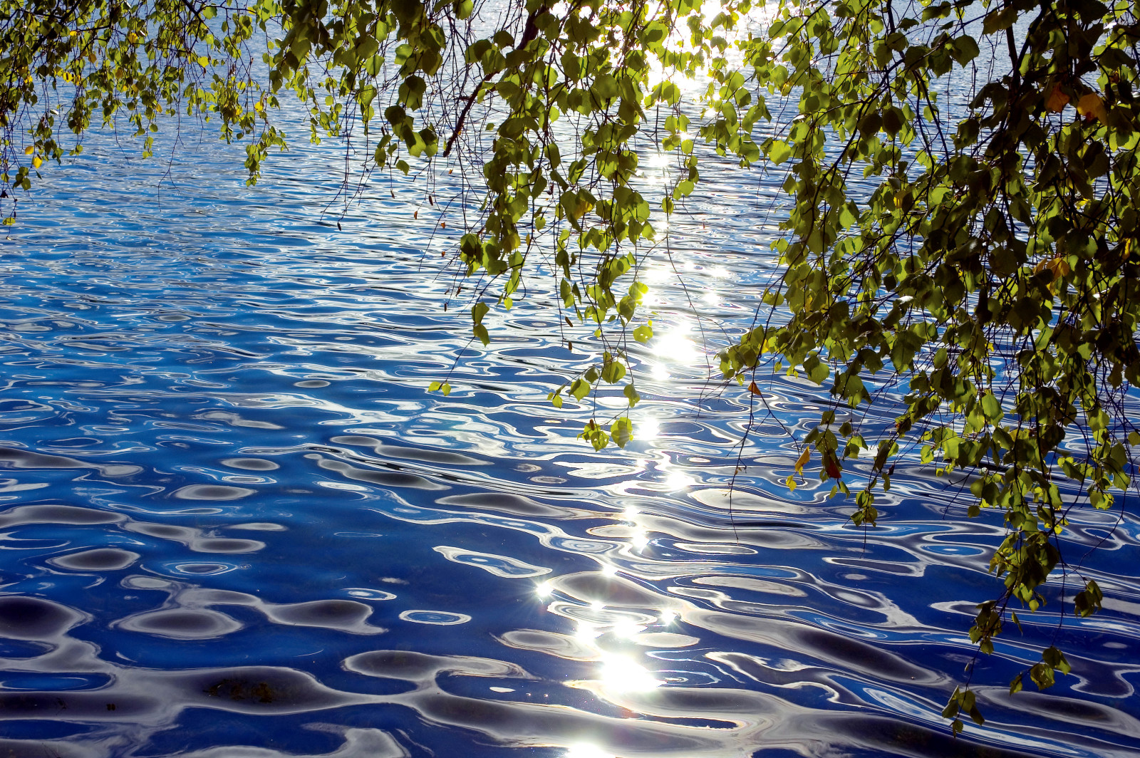 branches, éblouissement, feuilles, ébouriffer, solaire, courbé, Au dessus de l'eau