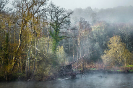 autunno, nebbia, mattina, fiume, il cielo, alberi