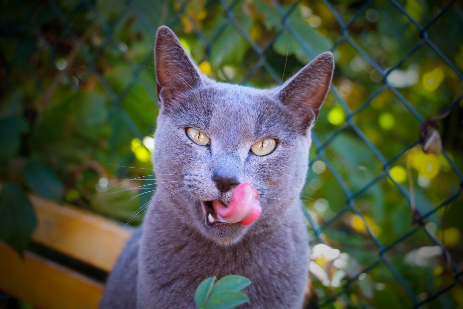 bak, kedi, gözler, dil, Koshak