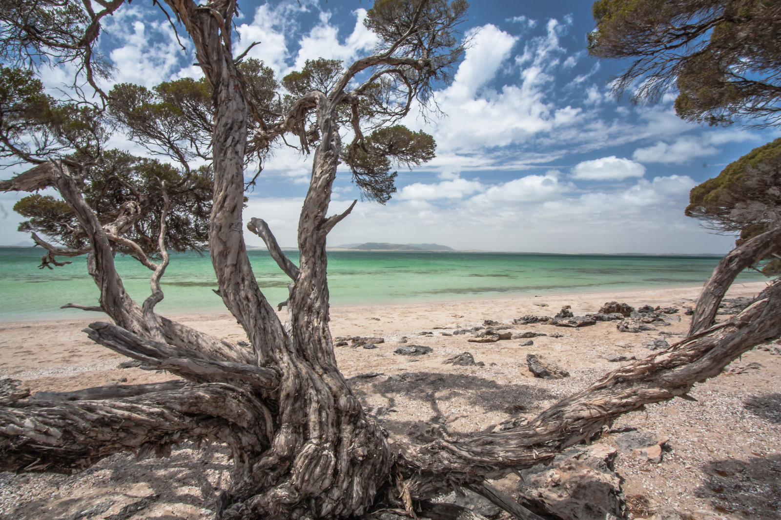 arbre, baie, plage